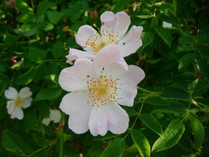 Dog rose
