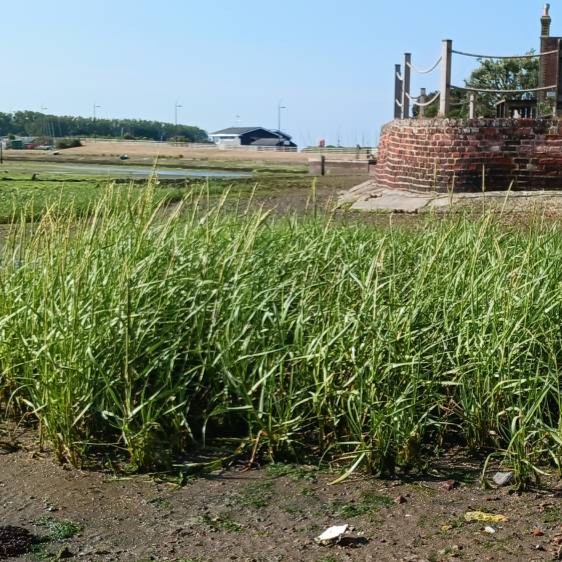 Establishing vegetation on the Langstone shoreline